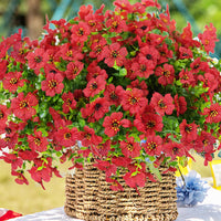 Sunset Red( 6 pieces)