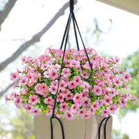 Pink( 6 pieces)