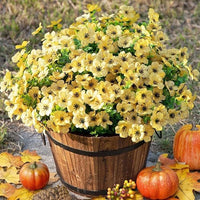 Yellow( 6 pieces)