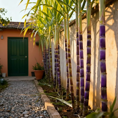 🌱 Grow Your Own Sugarcane – High Germination Seeds