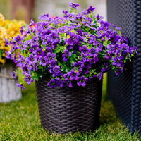 Purple( 6 pieces)
