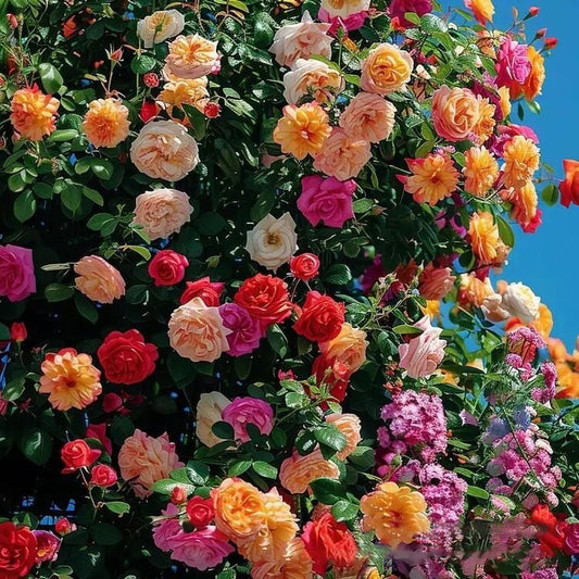 🌹300 Pcs Rare Rose Flower Seeds